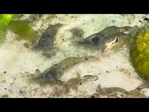 2-Month Update: 30L Cold Water Dirted Tank – Fast Growth + New Additions!