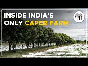 Inside India's only caper farm | The Hindu