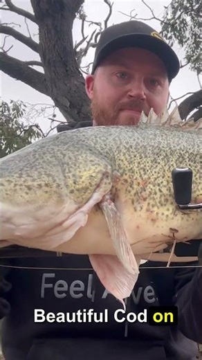 Murray cod on TT Tornado+ Spinnerbait! #fishing #shorts #murraycod #cod #ttfishing #spinnerbait