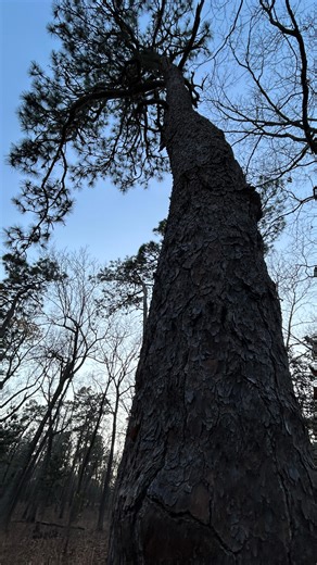 Met an old tree today. The oldest long leaf pine in the world. Allegedly #southern #pines #northcarolina | Liz Z Pardue