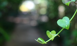 Heart of the Community Fund 2024 - The Ireland Funds, Progress through Philanthropy