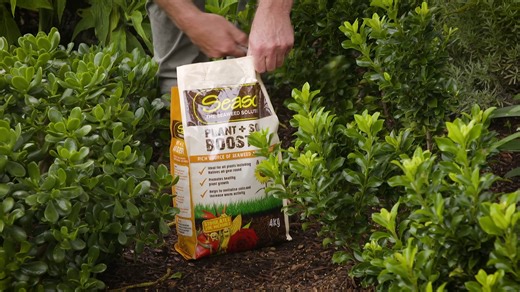 Rejuvenate your soil and boost plant growth with Seasol Plant Soil Booster! 🙌🏼🌱 The Garden Gurus #TheGardenGurus | Seasol