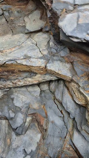 232 reactions · 7 comments | Stigmaria - this is a fossilized root...