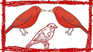 5 Minutes Summer Tanager (Piranga Rubra) Call/Song/Sound