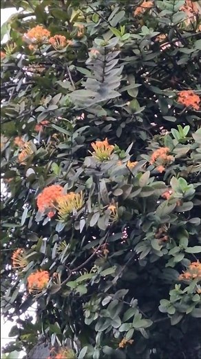Ixora (Coralillo): Elegancia Natural en Floración 🌿