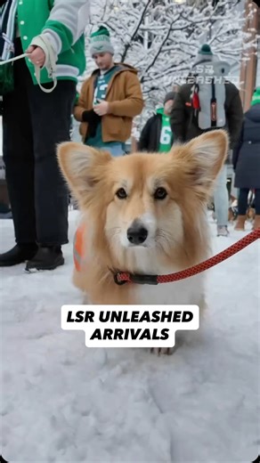 Little Stumps Racing on Instagram: "LSR Unleashed - Arrivals. Race day starts long before the starting line. Full behind-the-scenes race day on YouTube now. #lsrunleashed #littlestumpsracing #corgirace #corgiracing"