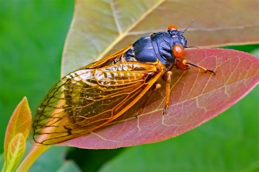 Watch a stunning cicada molting timelapse: see the insect wiggle free from its exoskeleton in high detail