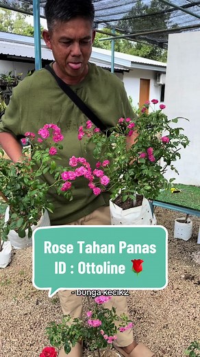 Rose Tahan Panas: Tips Penjagaan & Pembelian
