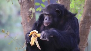 Chimpanzee eating banana