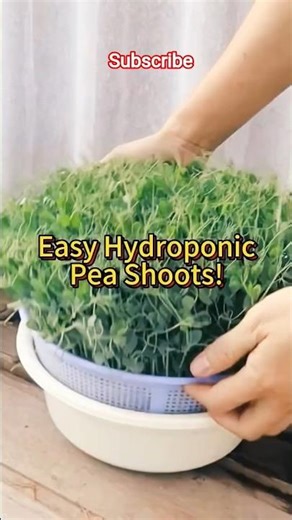 Grow Pea Shoots Without Soil 🌱 | Easy Hydroponic Microgreens at Home #shorts #viral #garden