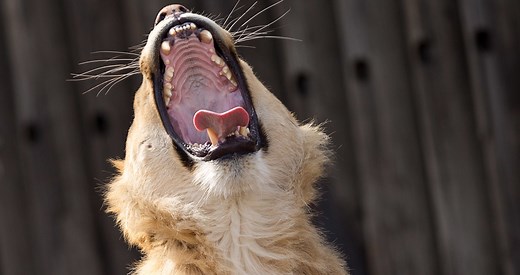 Truth or Tail: A lion's roar can be heard 5 miles away| Cleveland Zoological Society | February 23, 2020