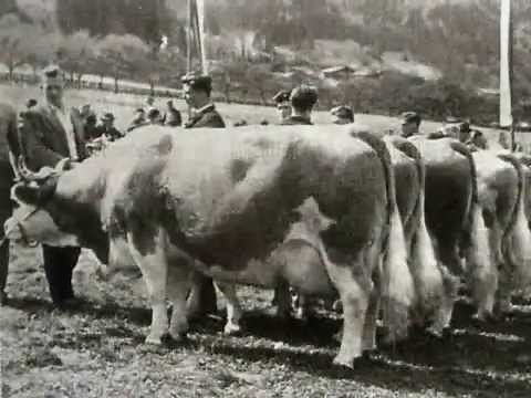 Documental Fleckvieh.