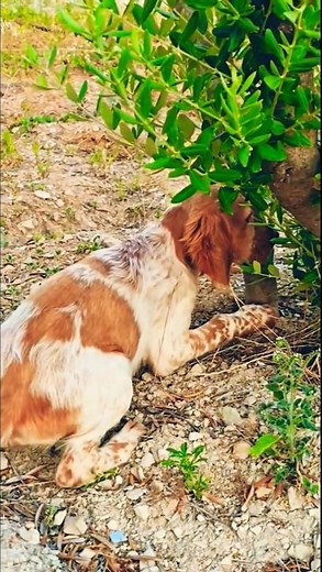 check the pointer puppy in action to hunt.#pointerdog #puppy #huntingdog #tranding #animals #shorts