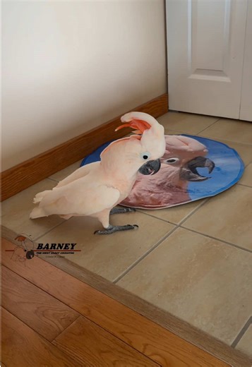 Barney checking out his new rug that Auntie C sent him 😃🕺 #barneythewestcoastcockatoo