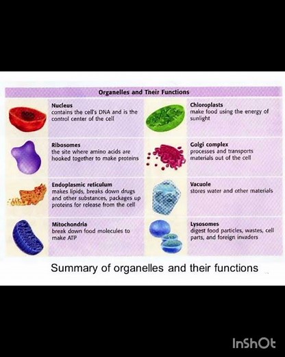 cell organelles and their structure/ functions