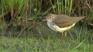 3.1K views · 116 reactions | The spotted sandpiper constantly nods...