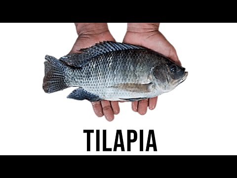 Tilapia | Biological Levels of Organization | External and Internal Anatomy