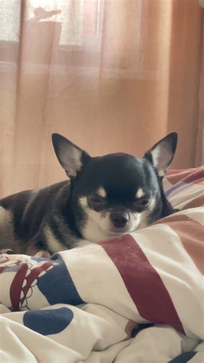 Пишите в телеграмм @AI_agent01