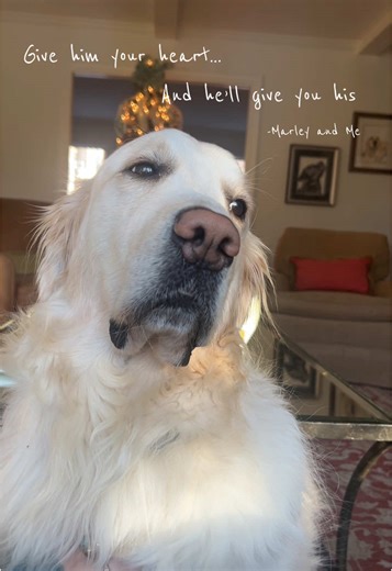 Emotional Quotes from 'Marley and Me' about Dogs