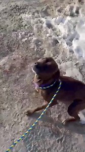 We would like to highlight our beautiful brindle pups this week! Brindle is a unique coat coloring, that is not specific to one breed. Usually showing as dark stripes over a light base coat, kind of like tiger stripes! We have the pleasure of hosting 4 the cutest brindles. Watch and try not to fall in love💕 You can find Thor, Rosie and Gretta on our website. Vixen will be available soon! https://www.responsiblepetcare.org/dogs | Responsible Pet Care of Oxford Hills