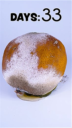 Let The Rot Begin😂🪰 | Time Treats