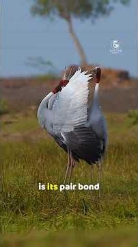 Sarus Crane: The World’s Tallest Flying Bird Looks Unreal! 🕊️