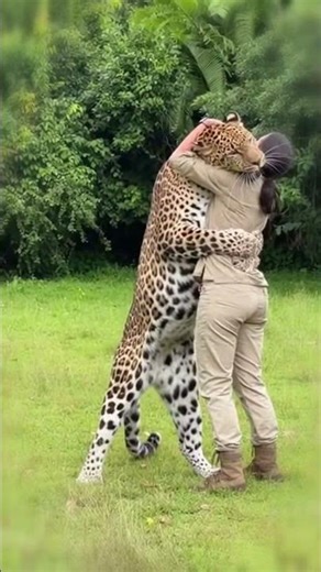 Leopard’s Love for His Human Mom 💕