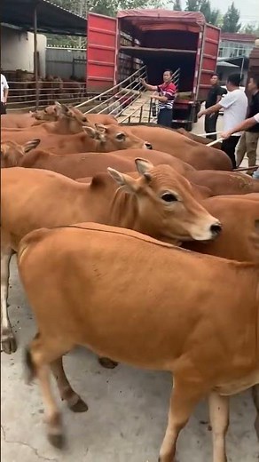 Five-Way Crossbred Cattle Farming | Improved Yellow Calves for Profit #cow