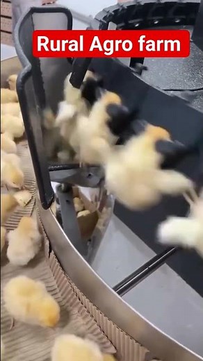 poultry farming automatic chicks paking machine #fishing #poultryfarming #farming