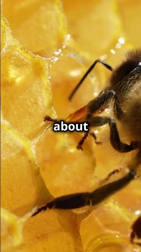 The Secret Life of Bees