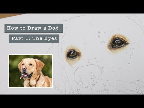 Part 1 Eyes | How to Draw a Dog in Coloured Pencils Series