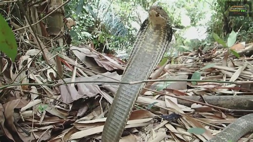 Tracking down an exceptionally large king cobra in dense jungle