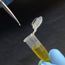 Video: Ferric Chloride-induced Thrombosis Mouse Model on Carotid Artery and Mesentery Vessel