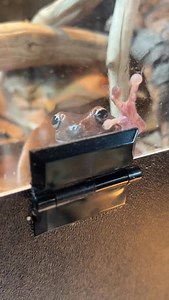 It may be a new year, but it’s still the same old crazy Berry 🐸 #frog #frogs #pets | Jessica's Animal Friends