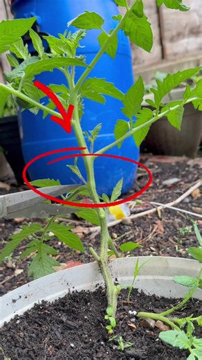 Best Way to Prune Tomato Plants for Bigger Harvests