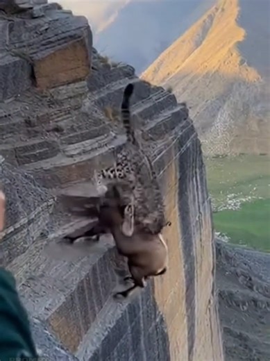 Explosive fall, snow leopard strike back in the cliff. #hunting #wildlife #ai #mountains #goat