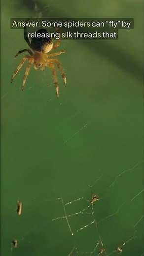 The Flying Spider Fact
