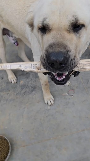 56K views · 2.6K reactions | Az works on the carry command #narrowayhomestead #offgridlife #aslandog #livestockguardiandog #dogtraining | Nate Petroski | Facebook