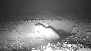 FIRST-TIME FOOTAGE: The smallest wild cat species in Africa is also the continent’s rarest felid—the elusive black-footed cat. These opportunistic hunters—considered the deadliest of the world’s felines with a predation success rate of 60 percent—are only found in Botswana, Namibia and South Africa. This is a camera trap video of a female black-footed cat that was tracked by our friends at the Black-Footed Cat Working Group. Auas here was spotted hunting during the Working Group’s first trip to 