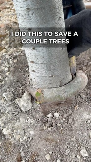 Girdling Roots Will Choke Your Tree