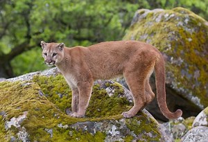Mountain Lion Population | Check for Each U.S. State! - EXOtella
