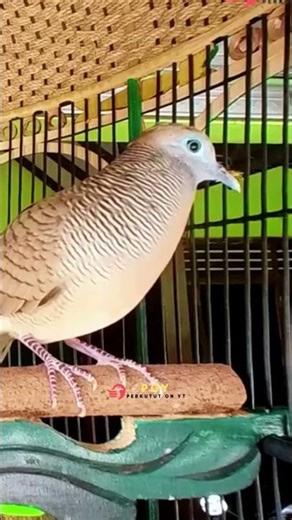 Zebra Dove Call – Relaxing Bird Sounds 124 | #birds #birdsounds #birdsoundscape #birdsong #animals