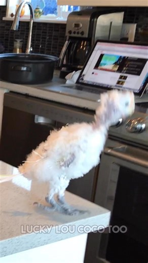 93K views · 5.9K reactions | Watch how Coco looks back to see if Newman is watching  #parrot #cuteanimals #dance | Lucky Lou and Coco Too | Facebook