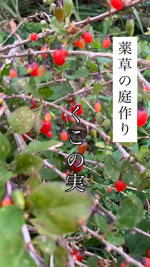 🍇【クコの実がたわわに実る季節】 〜古民家暮らし向け／お庭に一本あると一生もの〜 今年は庭のクコが、まるで宝石みたいに実をつけてくれました。 完熟の赤い実は、まさに“採りどき”。 この瞬間に動画を撮れたのは最高です🥰 薬草料理マイスター養成講座の生徒さんにも毎年人気の“庭育て薬草”。 その中でもクコ（枸杞）は 薬効・育てやすさ・加工しやすさ…三拍子そろった万能選手 なんです。 あと、お花もクコの花は、夏から秋にかけて咲くナス科の植物で、直径約1cmの淡い紫色または紫色をした、ナスに似た形の花。 花冠は5つに裂け、5本の雄しべが特徴的で、可愛いです。 ⸻ 🌿【クコの実の主な効果効能】 薬膳の世界では “不老長寿の木” と呼ばれるほど、生命力の強い植物。 ▼からだに何がいいの？ ✔ 肝臓・腎臓の働きを整える（滋養強壮） ✔ 眼精疲労・視力低下に（クコ＝枸杞子） デスクワーク・スマホ疲れの現代人にぴったり。 ✔ 血をつくる（補血） 貧血・冷え・美肌のベース。 ✔ ホルモンバランスを整える 40〜50代女性のゆらぎの味方。 ✔ 抗酸化作用でエイジングケア 紫外線・ストレスで消耗した体の回