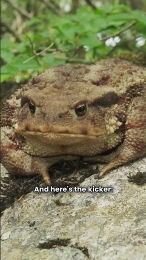Imazing facts you DIDN'T KNOW about TOADS!! 🐸🐸