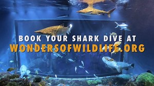 666 reactions · 432 shares | Celebrate Shark Week at Springfield's Wonders of Wildlife. Come face to face with sharks during an immersive Out to Sea Shark Dive. | Visit Missouri | Facebook