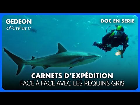 Le Gulf Stream, moteur invisible de l’océan Atlantique