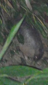 Los armadillos desempeñan las siguientes funciones concretas: *Funciones ecológicas:* 1. Control de plagas de insectos y gusanos 2. Dispersión de semillas de plantas 3. Reciclaje de nutrientes en el suelo 4. Mantenimiento del suelo mediante excavaciones *Funciones en la cadena alimenticia:* 1. Fuente de alimento para depredadores (jaguares, pumas, coyotes, aves de rapiña) 2. Competencia por recursos con otros animales *Funciones en la salud pública:* 1. Control de enfermedades transmitidas por i