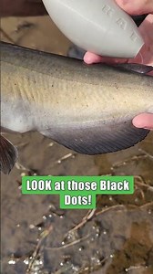 Cant Beat The Beautiful Colors On A Natural River Caught Channel Catfish: FATKAT Best Catfishing Rig