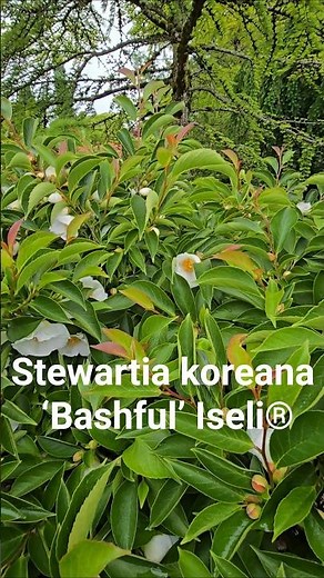 Stewartia koreana ‘Bashful’ Iseli® #gardening #stewartia #landscaping #gardendesign